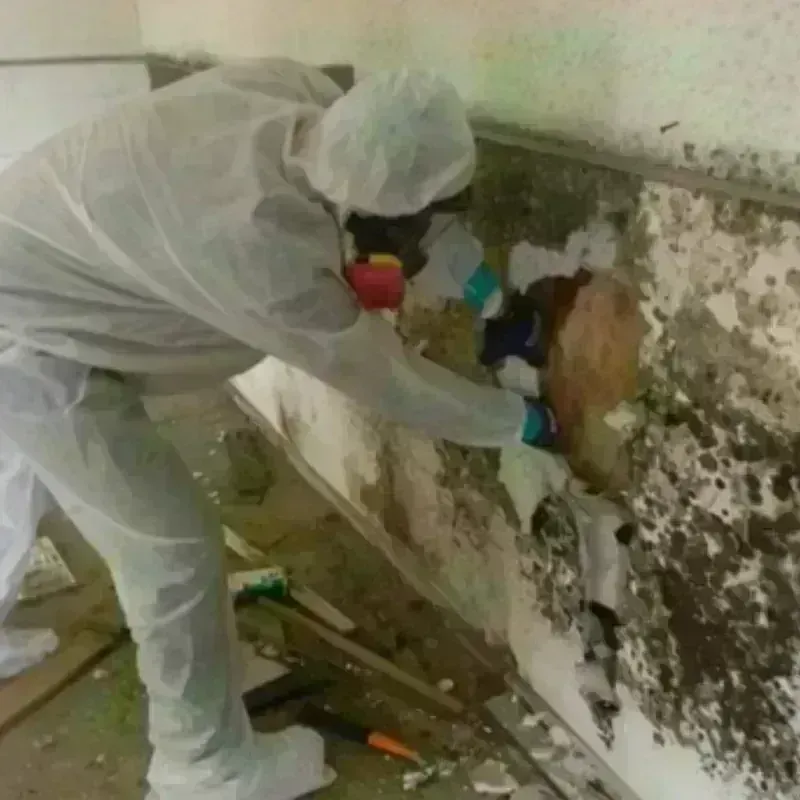 Mold Remediation and Removal in Portland, CT